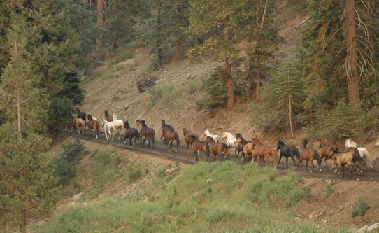 greenhorn-creek-guest-ranch-horses